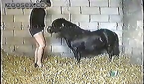 jogo de azar tigrinho - pónei,sexo de cachorro